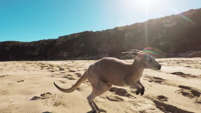 Slow motion POV, wallaby hops on beach