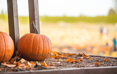 Orange pumpkin in October