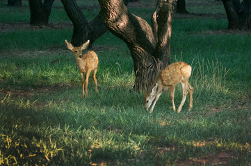 Two mule fawn goes under the trees. Capitol Reef National Park, Utah, USA
