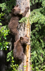 Black bear cub in a tree © Jillian