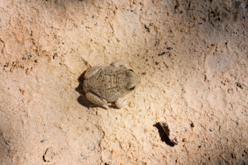 Great Basin Spadefoot Toad (Spea intermontana).View from above. Capitol Reef National Park, Utah, USA