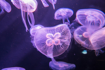 Jellyfishes with illuminated light swimming in aquarium