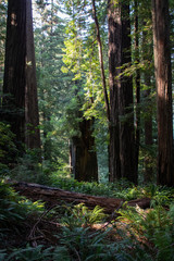 Redwood Forest Trees