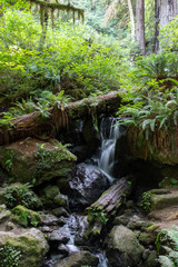 Waterfall in the Redwood Forest
