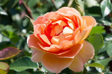 パットオースチン