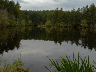 Obraz premium forest reflecting in lake