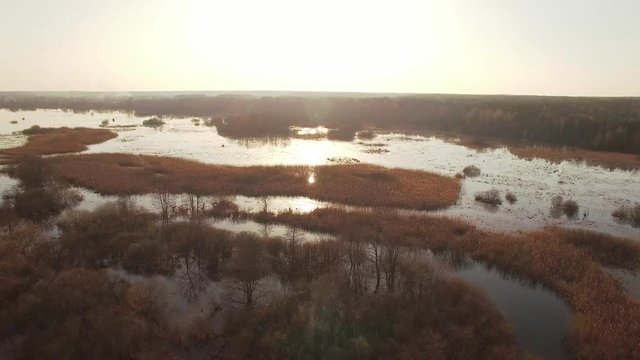 Aerial top birds eye view of watered spring autumn forest field at sunset natural light 4k. Drone quad copter flying above scenic landscape wild watery woods. Nature motion background countryside