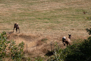 Elk jumping