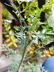 Oruga caminante 