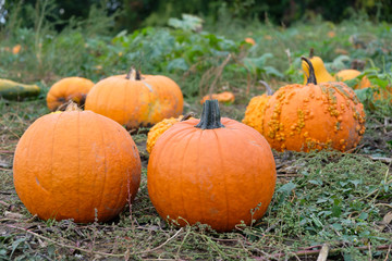 Orange pumpkins in the field for hallowen and fall background