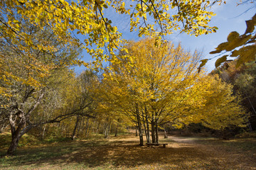 Fototapeta premium Amazing Fall Landscape with yellow Trees near Devil town in Radan Mountain, Serbia
