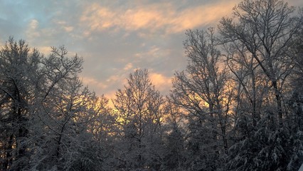 sunset in the forest Winter