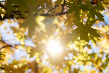 yellow maple leaf in Autumn view 