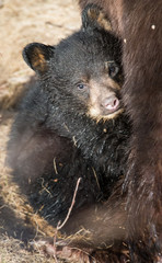 Black bear cub