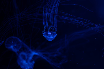 medusa under sea water world