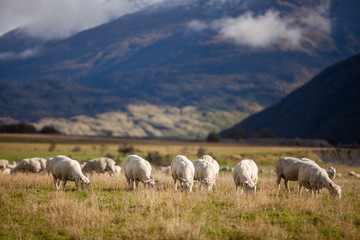 white sheep on hill in New Zealand