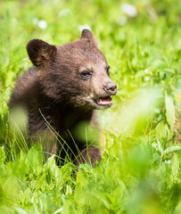 Black bear cub © Jillian