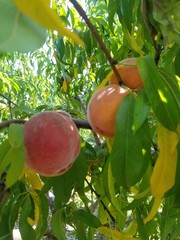 peaches on the tree