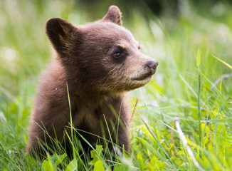 Black bear cub
