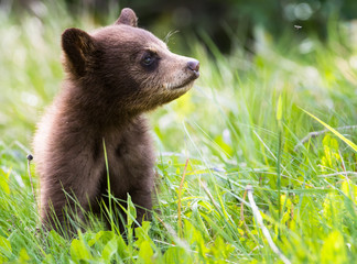 Black bear cub