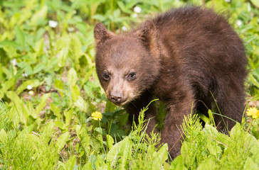 Black bear cub