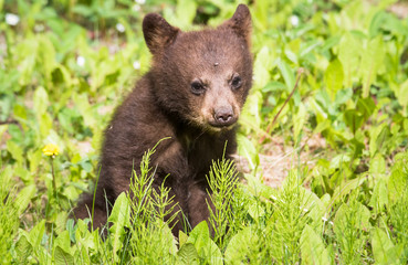 Fototapeta premium Black bear cub