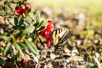 Swallowtail Butterfly on Azalea
