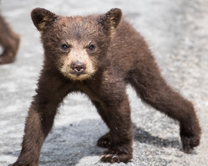 Black bear cub © Jillian
