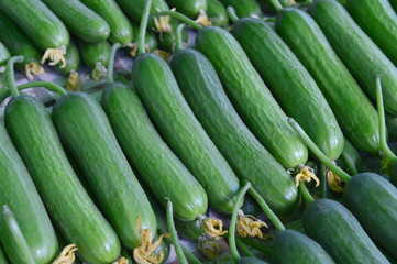 Pick the cucumber