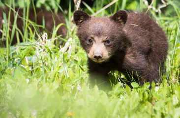 Fototapeta premium Black bear cub