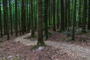Mulched walking trail in forest of tall straight trees