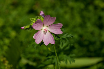 Musk Mallow, pink flower, close-up