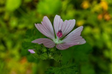 Musk Mallow, pink flower, close-up