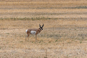 one antelope