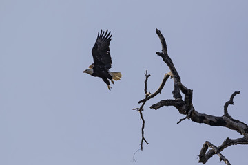 Bald eagle take-off from tree limb