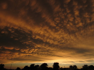 Vivid orange sunset with mammatus clouds and tree silhouette