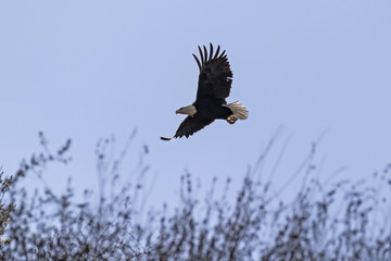 Bald eagle flying along California foothills
