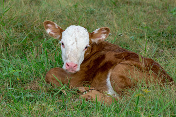 baby hereford calf © Susan Hutton