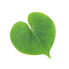 Fototapeta na wymiar Tinospora cordifolia leaf heart shape isolated on white background, Herbal of bitter green leaf on white