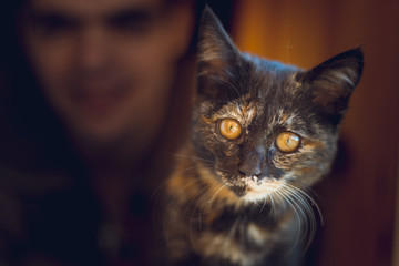 Portrait of a kitten in the hands of a young man
