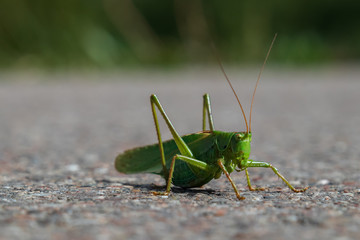 Bright Green Grasshopper close-up