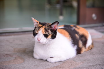 Cat sits on the carpet in front the door
