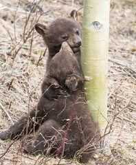 Black bear playing