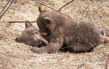Black bear playing