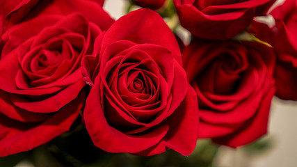 red rose on white background