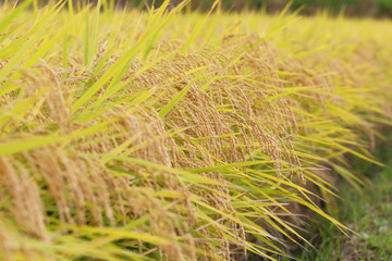 稲穂（ひとめぼれ）