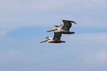 Pelicans at San Francisco