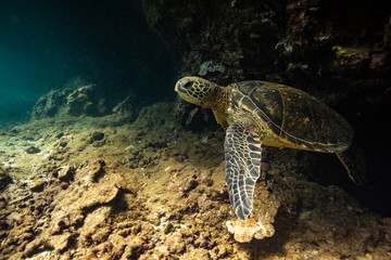 Fototapeta premium Green sea turtles of Hawaii