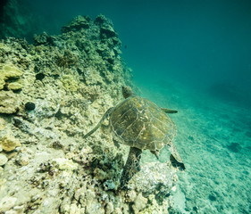Green sea turtles of Hawaii