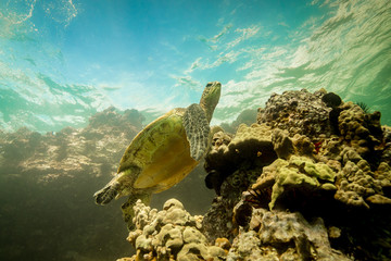 Green sea turtles of Hawaii